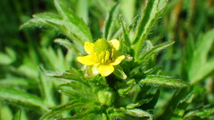 Ranunculus pensylvanicus