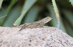 Sceloporus cowlesi