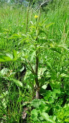 Ranunculus pensylvanicus