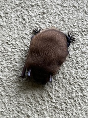 Perimyotis subflavus