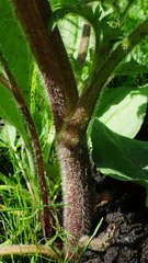 Ranunculus pensylvanicus