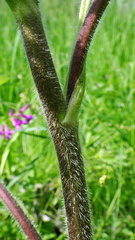 Ranunculus pensylvanicus