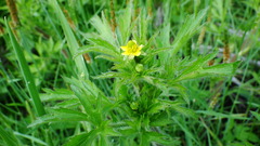 Ranunculus pensylvanicus