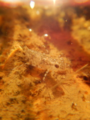 Pantala