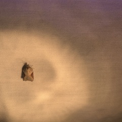 Acleris macdunnoughi