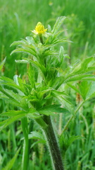 Ranunculus pensylvanicus