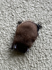 Perimyotis subflavus