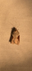 Acleris macdunnoughi