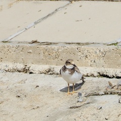 Charadrius placidus