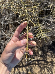 Adolphia californica
