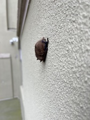 Perimyotis subflavus