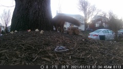 Vulpes vulpes fulvus