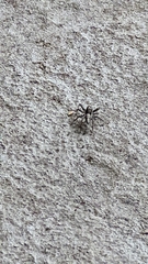 Ocrisiona leucocomis