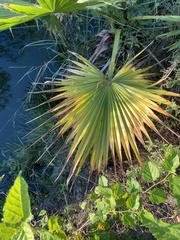 Coryphoideae