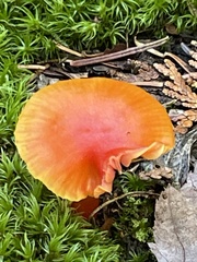 Hygrocybe