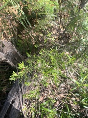Leptospermum polygalifolium