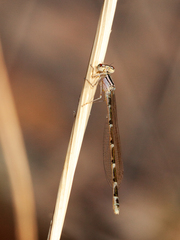 Enallagma praevarum