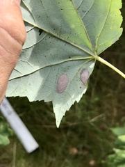 Phyllonorycter