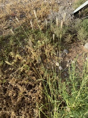 Chloris virgata