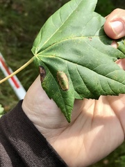 Phyllonorycter