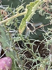 Bombyliini
