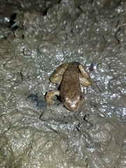 Anura