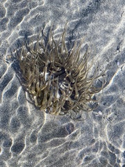 Actiniidae