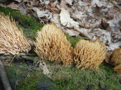 Ramaria formosa