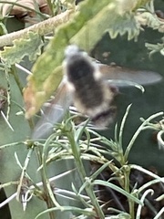 Bombyliini