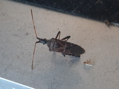 Leptoglossus corculus