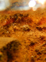 Gallionellaceae