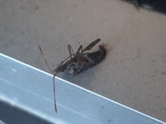 Leptoglossus corculus