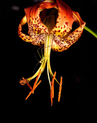 Lilium michauxii