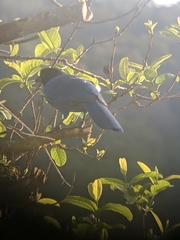 Cyanocorax caeruleus
