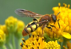 Xanthocampsomeris limosa