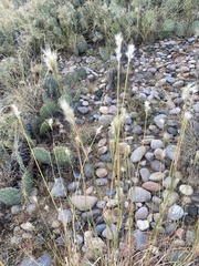 Bothriochloa barbinodis