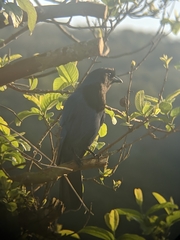 Cyanocorax caeruleus