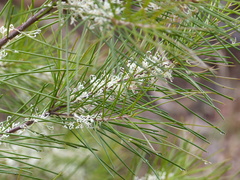 Hakea macraeana