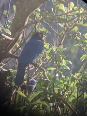 Cyanocorax caeruleus