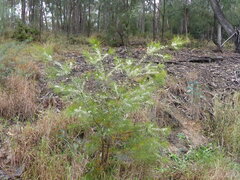 Hakea macraeana