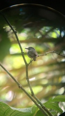 Dysithamnus puncticeps