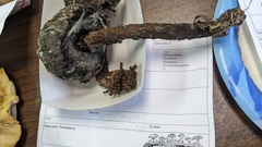 Strobilomyces strobilaceus