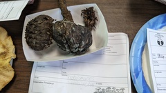 Strobilomyces strobilaceus