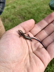 Plestiodon septentrionalis