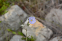 Linum lewisii