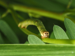 Biston betularia