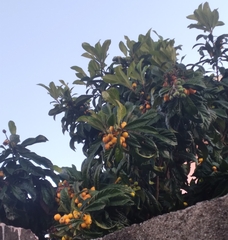 Eriobotrya japonica