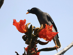 Acridotheres fuscus