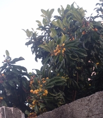 Eriobotrya japonica