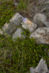 Linum lewisii